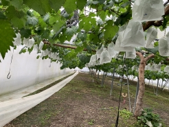 5/3　加温ハウス　ピオーネ　袋掛け終了