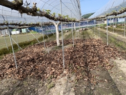 5/5　路地栽培　
芽が出始めたばかり、落ち葉を敷きました