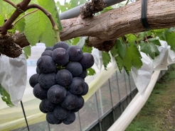 6/19　色付いたピオーネ