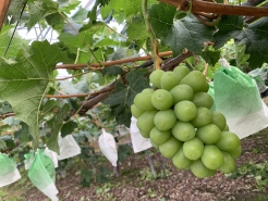 6/19　シャインマスカット