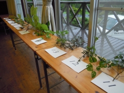 コース内から課題となる葉っぱを採取し、机に並べて準備OK。
その数、５０種類