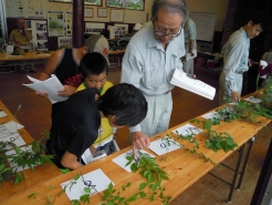 午後から学年ごとのグループに分かれ、形・色・匂いなど、
採取してきた葉っぱと図鑑を見比べ勉強中。