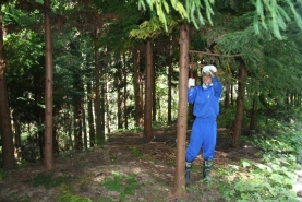 枝打　作業体験（菅谷地内）
