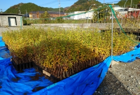 R4.11　植付前のヤナギ苗