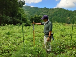 R5.7.21　鉄山植栽地　ヤナギの状況