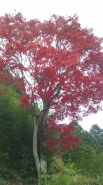 民家の紅葉を撮らせていただきました。