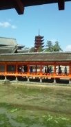 厳島神社から観た五重塔です。