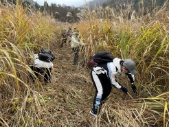 蒜山茅刈出荷組合さんの指導の下、手鎌で茅を刈っていきます。