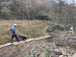 天谷湿原での木道整備、伐木搬出