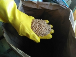 まずは、塩水とお湯の準備を始めます。
お水に入れるのは、塩ではなく、硫安というものを使用。丸い粒のようなものですね。そして写真が今回使用するモミです。