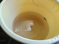 塩水の濃度の判定には生卵を使用するのが狩谷流。浮き加減はこんな感じ。ちょっと理科の実験を思い出しました。