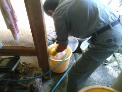 消毒が終わったら、最後に冷水に浸し、陰干しします。その後約１０日間ほどそのままの状態で、モミに水分を吸わせます。
これらの工程を経て、酸素・温度・水と休眠打破の条件が揃います。これまで眠っていたモミが目を覚まし、発芽に向けて準備を始めていきます。
今回はここまでです。