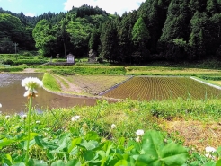 この工程が終わった後、休憩しながらお話しを伺う中で「苗半作（なえはんさく）」という言葉を教えていただきました。「苗作りで稲作の半分が終わる」と言われるほど苗作りの工程が重要であることを意味しています。
 
だからこそ、これだけの準備と手間が必要ということですね。米作り八十八手と言われる理由を改めて感じました。
 
次回の記事は、「荒がき」について掲載します！！