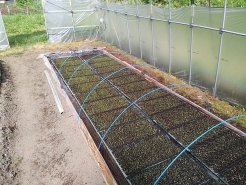 その後、苗床にまかれたモミたちの様子を見てみると、無事発芽していました。もう少し伸びると田植えに移行できるそうです。