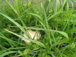 途中、草の中にカエルの卵を見つけました。田んぼは中にも外にも生き物がたくさん！！