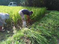 地域の皆さんと一緒に刈りました！！今日もいい天気です。