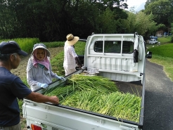 今年は去年よりもちょっと多めにとってます。