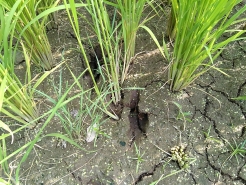 こ、この足跡は・・・！！