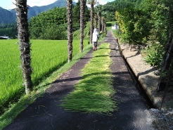 並べてみると、これだけの長さに。