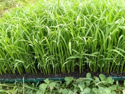 田植えの日も非常に良い天気。狩谷さんの苗はこんなに育っていました。この状態だと、苗を植えてから２０日目くらいとのこと。これをこれから田んぼに植えていきます。