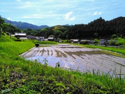 田植え前の田んぼはこんな状態。狩谷流の代掻きは、田植えの中１日前とのこと。代掻きはこの２日前に実施しています。水引きは水深１～２ｃｍほどで、穴があいてもすぐにふさがるくらいの柔らかさを目指しているそうです。土が固すぎると苗がうまくささらず倒れたり、また水深が深すぎても苗がささらずに浮いたりするので、タイミングが重要です。
