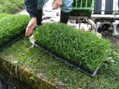 苗を田んぼへ運んで、早速田植えの準備をします。ここで使うのが、「苗取りボード」です。写真手元に写っている白いヤツです。育苗箱から苗を丸ごと外すことができます。外した苗を田植え機へセットできたら、田植えスタートです。