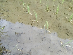 何とか田植えを完了。この後も水の管理や施肥などの工程があります。社の自然の中で、元気に育ちますように。