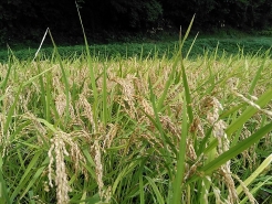 それから約３週間後。ついに稲刈りの日がやってきました。雨の影響で延期になるなど色々とありましたが、無事今日を迎えられることに感謝。