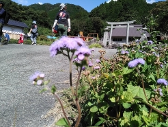 社には道中お花がたくさん咲いており、ツアー参加者も足を止めてご覧になっていました。