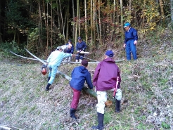 まずは竹林から竹の切り出しを行います。切り倒された竹は、３ｍの長さにカットして、トラックに積まれていきます。