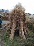 最後に乾燥のため、束を立てて完了です。お疲れ様でした！！