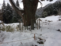かなりの積雪。佐波良の大杉の周りも雪で覆われていました。