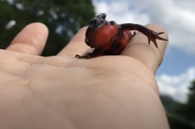 【苦手な方、ゴメンなさい】
アカハライモリがいました。