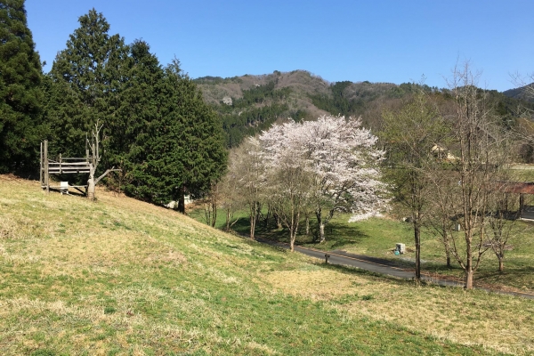春は桜を楽しむこともできます。