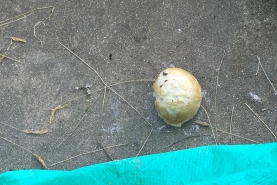 ため池で発見！